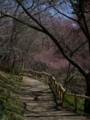 [風景・景観][桜]高遠城址公園 カットNo.007