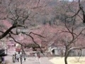 [風景・景観][桜]高遠城址公園 カットNo.006