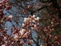 [風景・景観][桜]高遠城址公園 カットNo.004