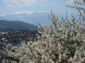 [風景・景観][桜]高遠城址公園 カットNo.002