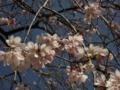 [風景・景観][桜]桜 カットNo.008 （長野県下伊那郡大鹿村）