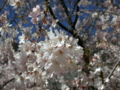 [風景・景観][桜]桜 カットNo.007 （長野県下伊那郡大鹿村）