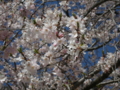 [風景・景観][桜]桜 カットNo.006 （長野県下伊那郡大鹿村）