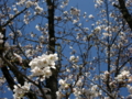 [風景・景観][桜]桜 カットNo.005 （長野県下伊那郡大鹿村）