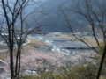 [風景・景観][桜]桜 カットNo.003 （長野県下伊那郡大鹿村）