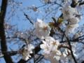 [風景・景観][桜]桜 カットNo.002 （長野県下伊那郡大鹿村）