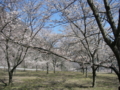 [風景・景観][桜]桜 カットNo.001 （長野県下伊那郡大鹿村）