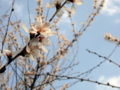 [花][桜]善光寺（長野県長野市）