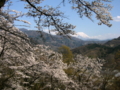 [花][桜][風景・景観][空][山]