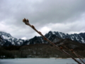 [風景・景観][雪][山][湖]戸隠高原・鏡池にて