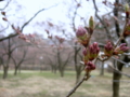 [風景・景観][花][桜]高遠城址公園（長野県伊那市）