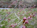 [風景・景観][花][桜]高遠城址公園（長野県伊那市）