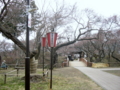 [風景・景観][花][桜]高遠城址公園（長野県伊那市）