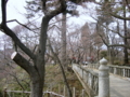 [風景・景観][花][桜]高遠城址公園（長野県伊那市）