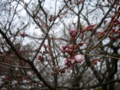 [風景・景観][花][桜]高遠城址公園（長野県伊那市）