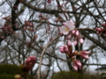 [風景・景観][花][桜]高遠城址公園（長野県伊那市）