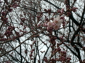 [風景・景観][花][桜]高遠城址公園（長野県伊那市）