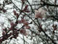 [風景・景観][花][桜]高遠城址公園（長野県伊那市）