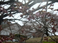 [風景・景観][花][桜]高遠城址公園（長野県伊那市）