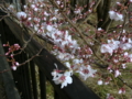 [風景・景観][花][桜]高遠城址公園（長野県伊那市）