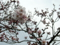 [風景・景観][花][桜]高遠城址公園（長野県伊那市）