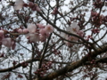 [風景・景観][花][桜]高遠城址公園（長野県伊那市）