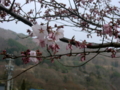 [風景・景観][花][桜]高遠城址公園（長野県伊那市）