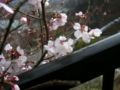 [風景・景観][花][桜]高遠城址公園（長野県伊那市）