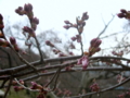 [風景・景観][花][桜]高遠城址公園（長野県伊那市）