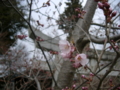 [風景・景観][花][桜]高遠城址公園（長野県伊那市）