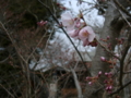 [風景・景観][花][桜]高遠城址公園（長野県伊那市）