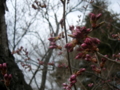 [風景・景観][花][桜]高遠城址公園（長野県伊那市）