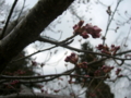 [風景・景観][花][桜]高遠城址公園（長野県伊那市）