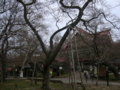 [風景・景観][花][桜]高遠城址公園（長野県伊那市）