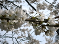 [風景・景観][花][桜]天白公園（長野県木曽郡南木曽町）