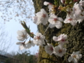 [風景・景観][花][桜]天白公園（長野県木曽郡南木曽町）