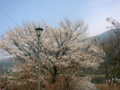 [風景・景観][花][桜]天白公園（長野県木曽郡南木曽町）