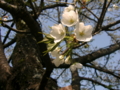 [風景・景観][花][桜]天白公園（長野県木曽郡南木曽町）