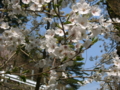 [風景・景観][花][桜]天白公園（長野県木曽郡南木曽町）