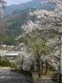 [風景・景観][花][桜]天白公園（長野県木曽郡南木曽町）