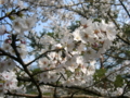 [風景・景観][花][桜]天白公園（長野県木曽郡南木曽町）