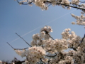 [風景・景観][空][桜]道の駅のとじま（石川県七尾市）