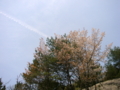 [風景・景観][桜][空]ツインブリッジのとへの道中（石川県七尾市）