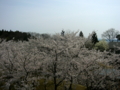 [風景・景観][桜]石川県七尾市