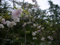 [風景・景観][史跡・名勝][神社・仏閣][桜]総持寺祖院（石川県輪島市）