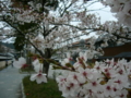 [風景・景観][桜]総持寺祖院の参道にて（石川県輪島市）