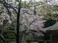 [風景・景観][史跡・名勝][神社・仏閣][桜]妙成寺（石川県羽咋市）