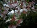 [風景・景観][史跡・名勝][桜]兼六園（石川県金沢市）