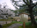 [風景・景観][史跡・名勝][桜]兼六園（石川県金沢市）