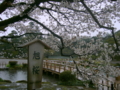 [風景・景観][史跡・名勝][桜]兼六園（石川県金沢市）